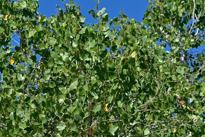 Fremont Cottonwood, or Fremont’s Cottonwood is a large, fast growing riparian tree that provides important habitat requirements for mammals, birds and insects. Populus fremontii
